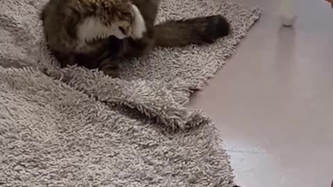 cat playing funny nice videoo