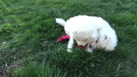 Cachorros samoyedos juegan adorablemente a la cinchada