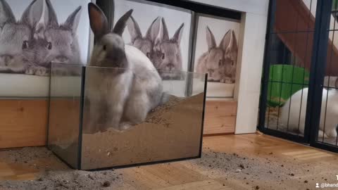 #funny #Rabbit digging