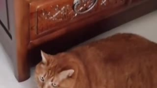 FunnyCatsToday,Funny Fat Cat You Might Never See Before, part11