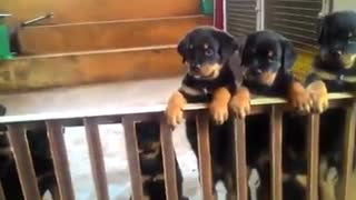 Puppies Rottweiler