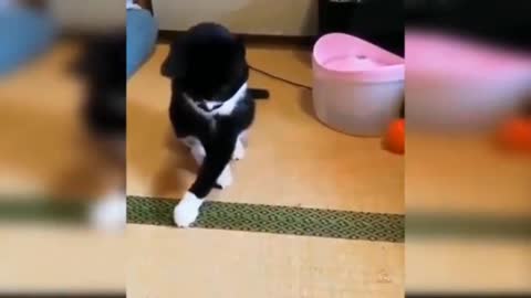 Cat Play a boll funny clip