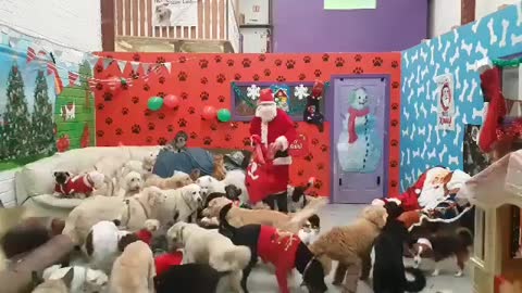 Santa delivers presents to all the good doggies