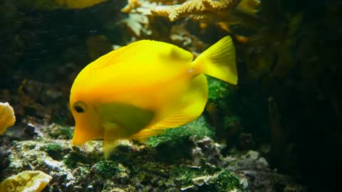 yellow fish swimming among corals