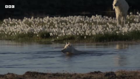 Cheeky Ducks Trick Wolves Animal Babies BBC Earth