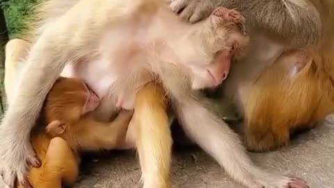 Cute little monkey family 🐒 🐒