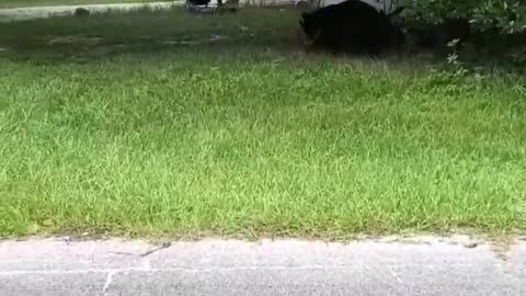 Bold Kitty Has Bear on the Run