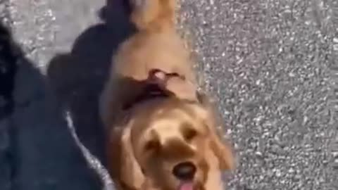 Funny and cute dog