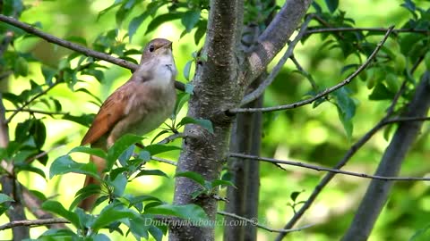 Nature And Wildlife Video – Bird and animal is beautiful creature on our planet