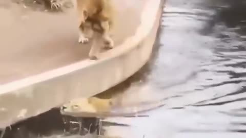 funny wild lions