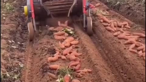 amazing sweet potato harvesting machine