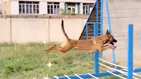 Amazing saut de ce chien