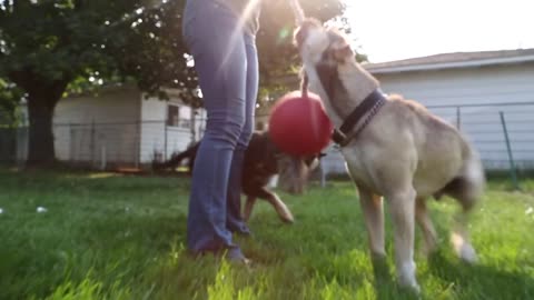 Puppy Playtime-Dog Having a Blast With Me