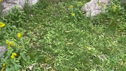 There are many small yellow flowers near the stone