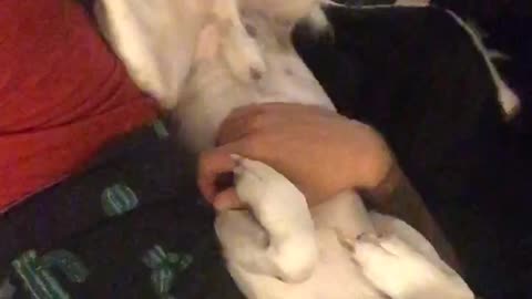 Beagle enjoys belly rub