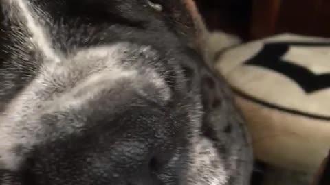 Black dog licking yogurt out of bottle