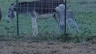 Baby donkey