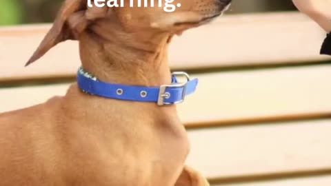 Unique Dog Training Course...