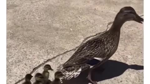 A lady saves the little ducklings - The mother duck is so happy ❤️❤️❤️