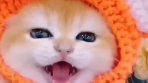 cute baby cat