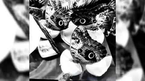 The owl butterfly