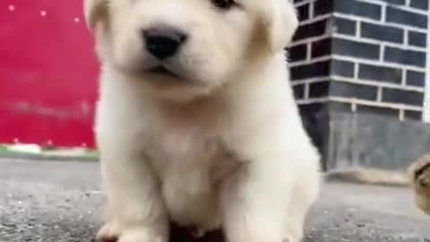 Funny dog videos