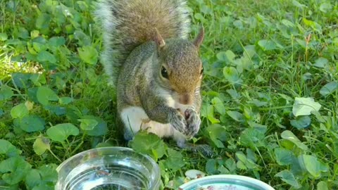 Part 2//Mika The Squirrel enjoying her food 🐿️❤️