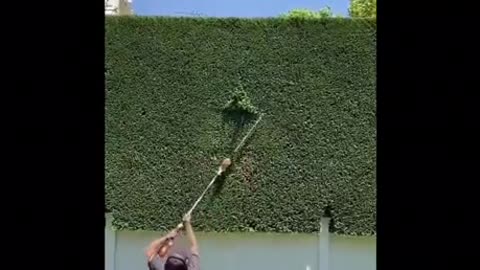 Man trims hedge with oddly satisfying perfection #shorts #subscribe #like #explore #satisfying