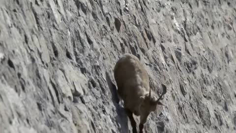 Mother Mountain Goat Protect Her Baby From Snow Leopard Hunting, Animals Hunt Fail