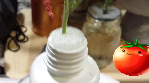 Hydroponic tomato in a jug