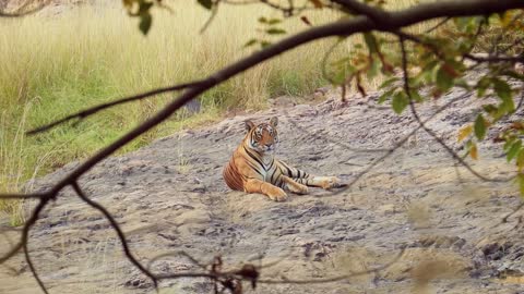 Bengal tiger is a Panthera tigris population native to the Indian subcontinent