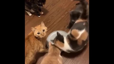 Funny Cats Video #2