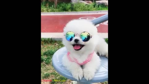 Funny and Cute Pomeranian Videos