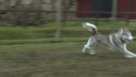 FAST RUNNING SEBERIAN HUSKY