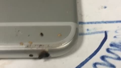 Bed Bugs Scuttle Out of Headphone Jack