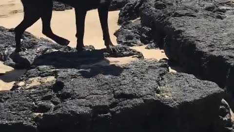 beachdog#playtime