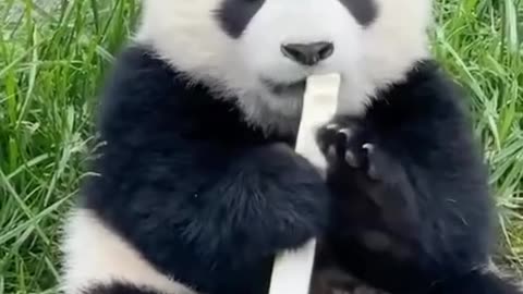 Baby Panda loves bamboo