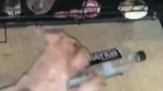 pitbull gets stuck