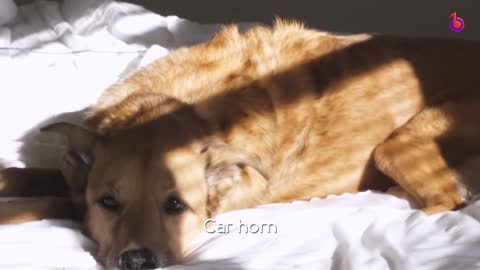 The best sounds that dog like!