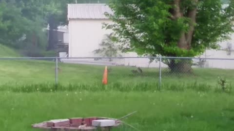 Bunnies Playing in a Field