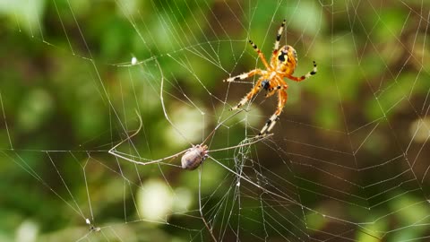 Battle of the spiders