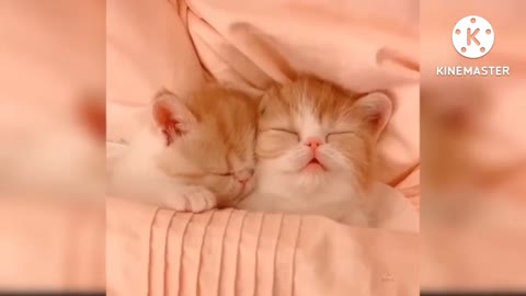 Very funny cats video