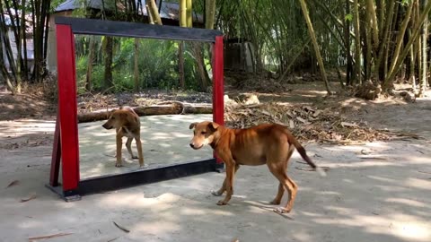 Prank a Dog with Mirror