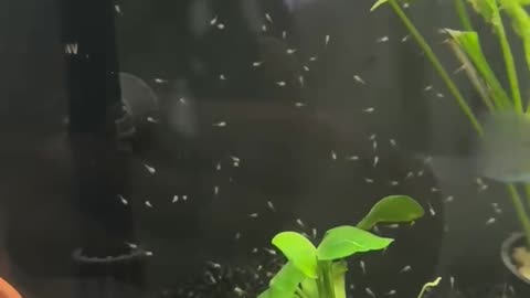 Peaceful Cichlid Fry Swimming