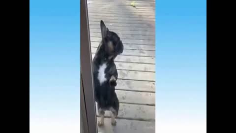 funny dog ​​dancing