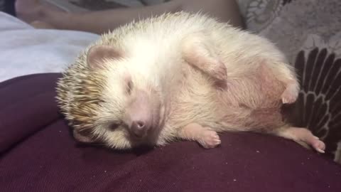 Cute Sleeping Hedgehog