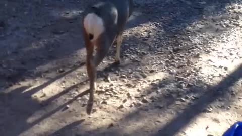 Man Plays Makeshift Horseshoes Using Deer Antlers and Sliced Bread