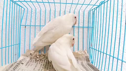 Albino lovebirds