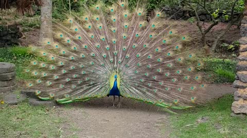 THE WING OF A PEACOCK