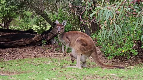 Animal#funny#video#kangroo#virul#